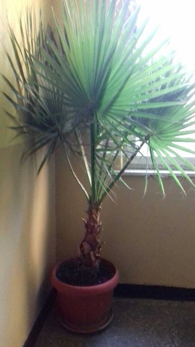 Продавам палма Вашингтон