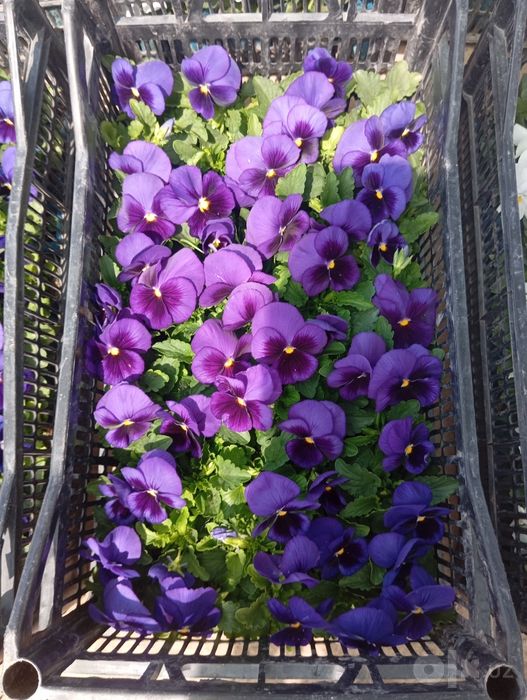 Viola gullar kuzgi