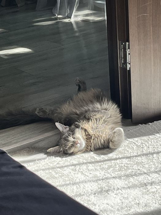 Отдам полугодового Кота