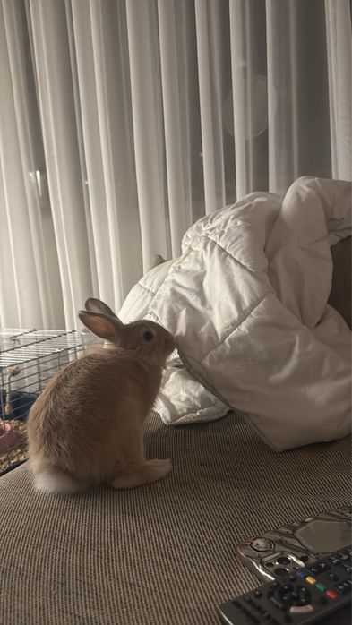 dau spre adoptie pui iepure mascul cap de leu 5 luni