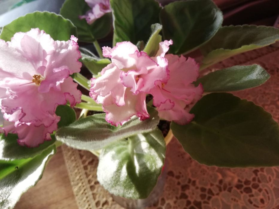 Продам сортовые фиалки