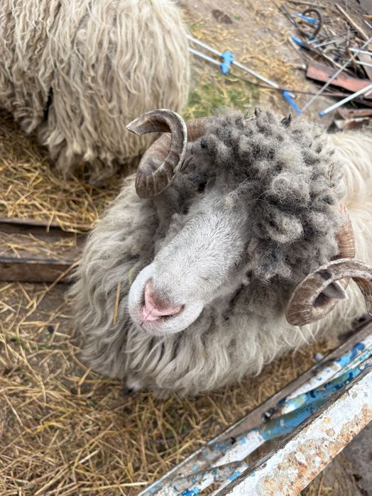 Oii de vânzare , berbec