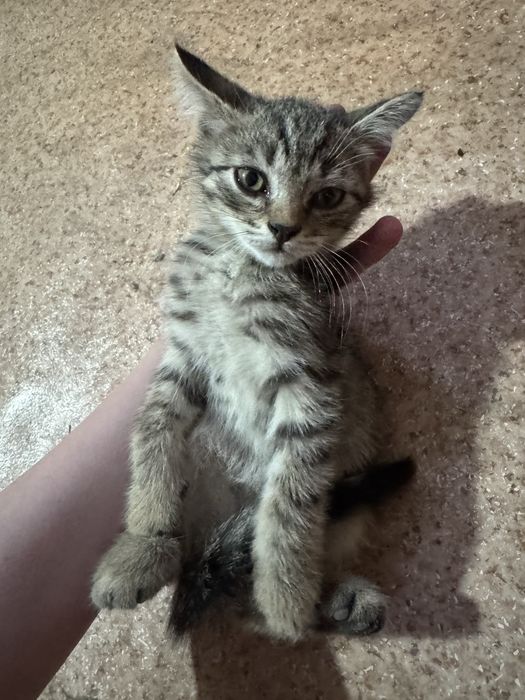 Отдам котят бесплатно