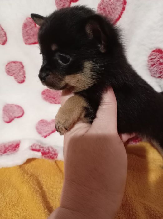 Продам чихуахуа девочка