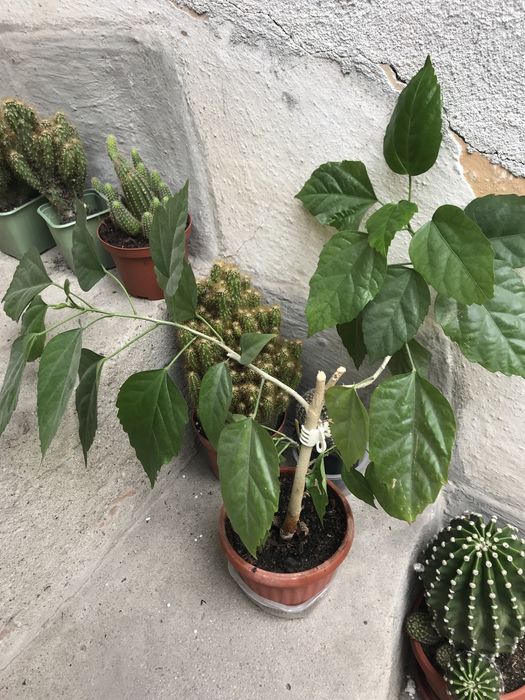 Кактуси, сукуленти и китайска роза