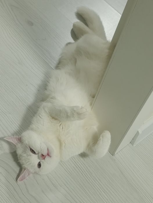 Британская кошка