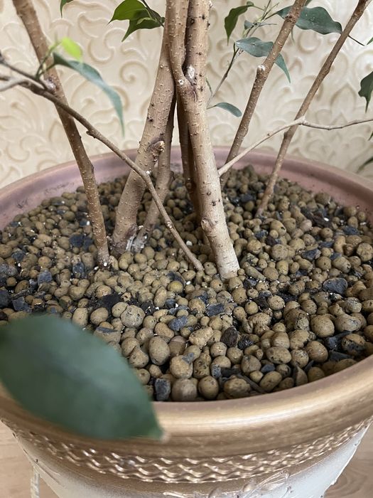 Продам домашние растения