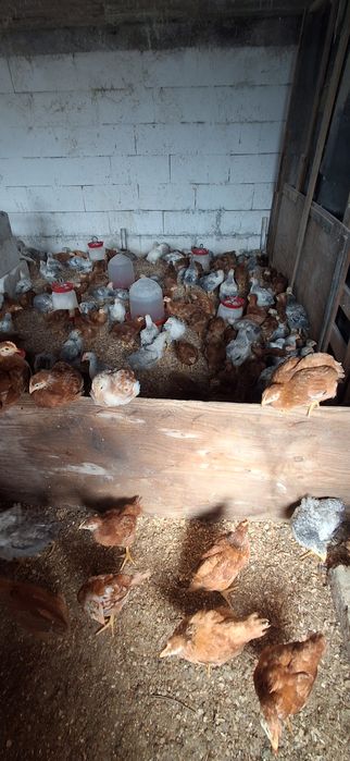 Vând pui rasa mixta