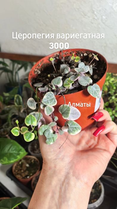 Комнатные растения