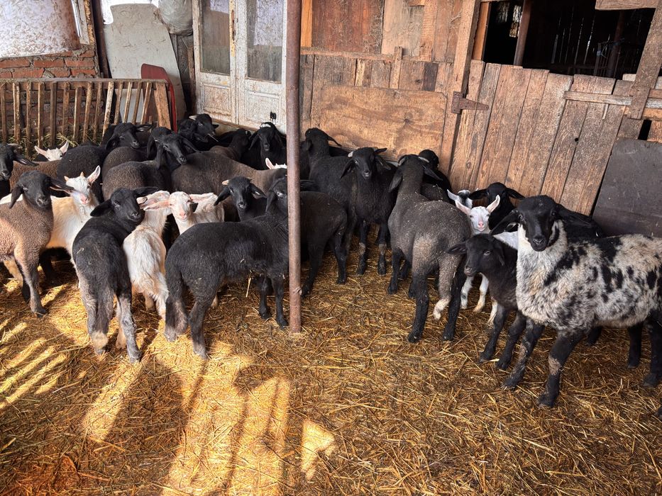 Vand OI carabase cu miei . Mai multe detalii la telefon.  Nelu .B