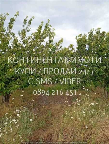 Код 70004. Плододаваща черешова градина 9500м2, разположена на стената на язовир