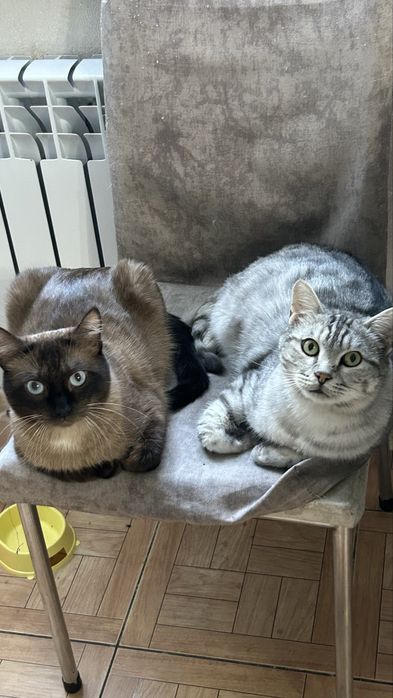 Ласковый котик ищет дом