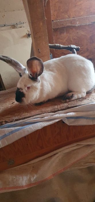 Femele uriaș de Transilvania