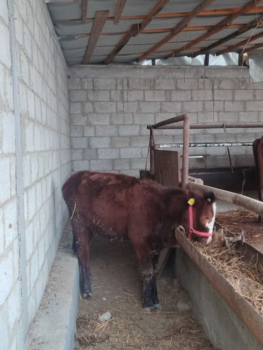 Ğunojincha sotiladi