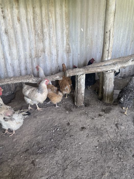 Срочно! Продам домашних кур
