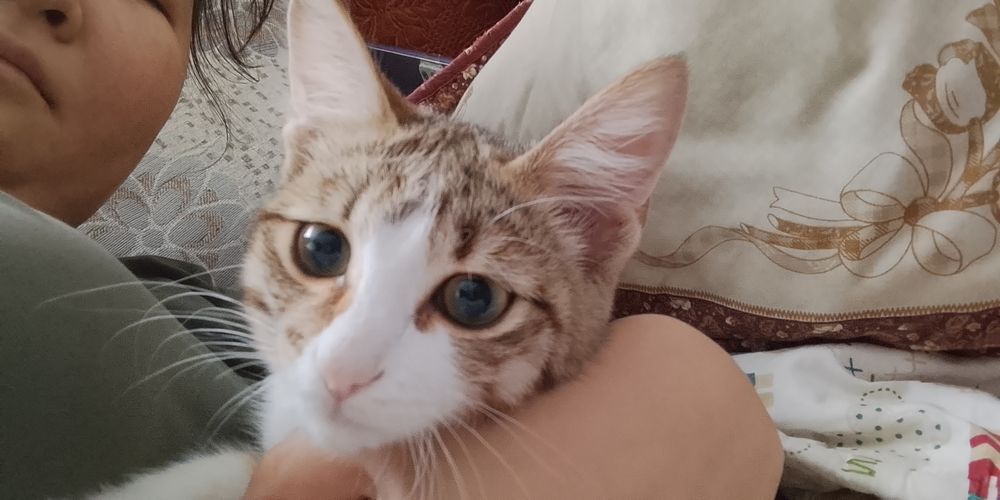 Отдам Даром Котенка