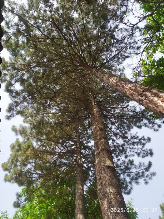 Аренда проживания в горах Янгиободда семейным. Тогда ижарага уй оилага