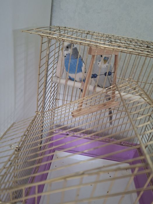 Продам волнистых попугаев