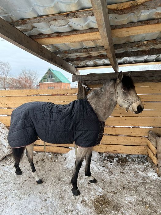 Құнан сатылады. 2 жаста