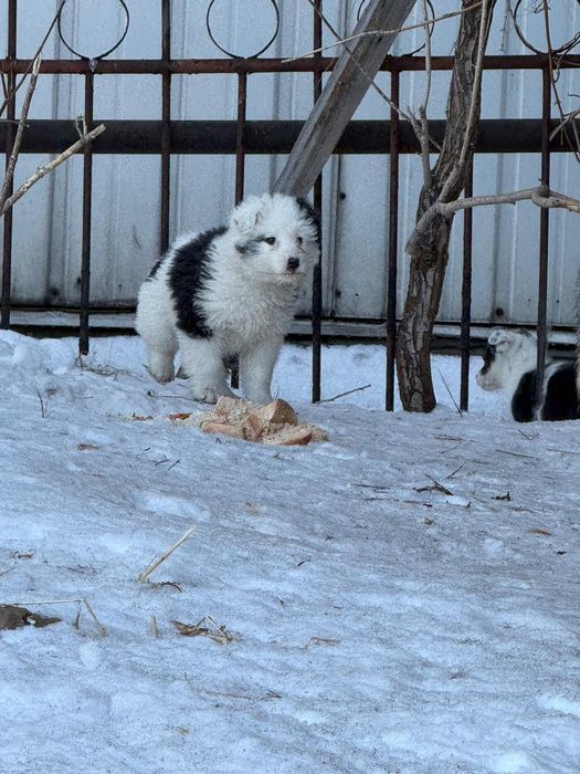 Малыши ищут дом!