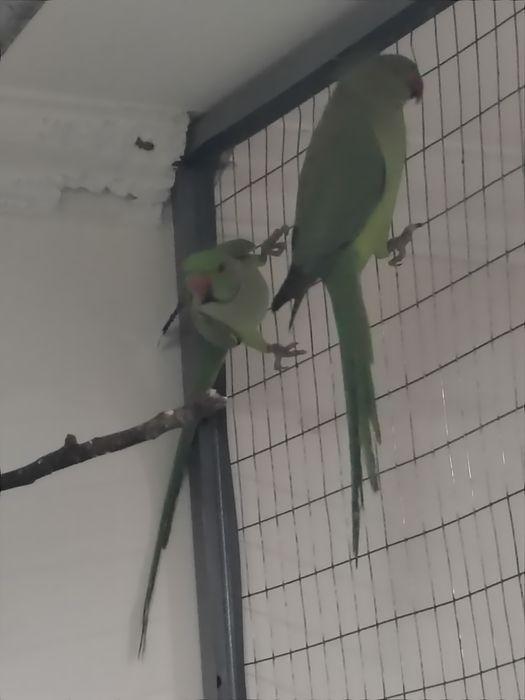 Ajarella popugay sog'lom par to'ti