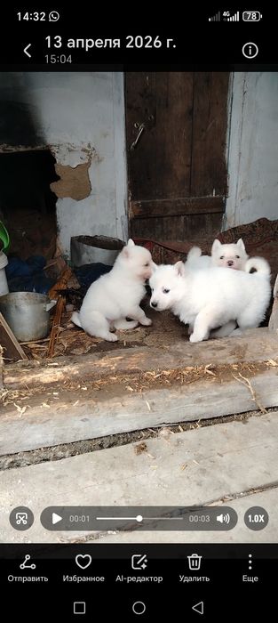 Щенки продаются лайки