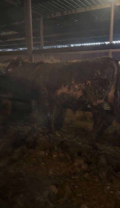 Жирные бычки на откорме