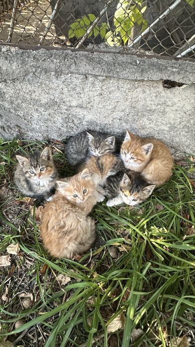 Отдам котят в добрые руки