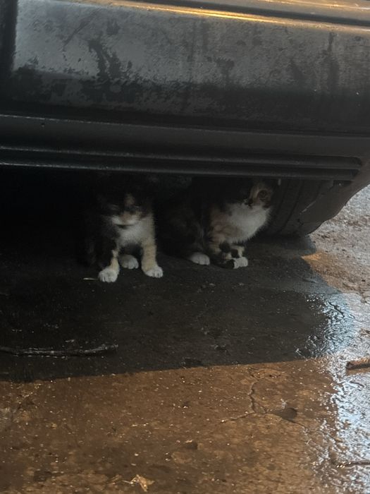Отдам котят в добрые руки