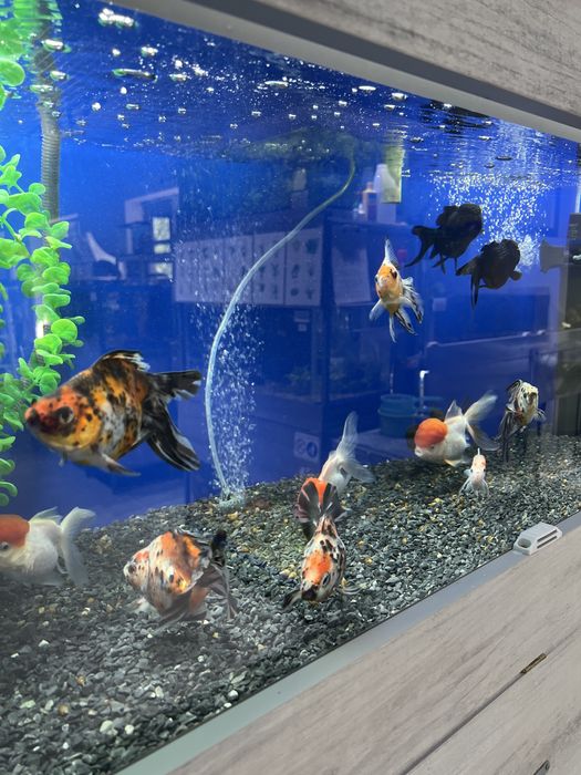 Аквариумные рыбки