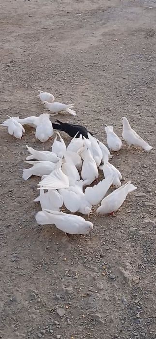 Ақ кептерлер сатылады