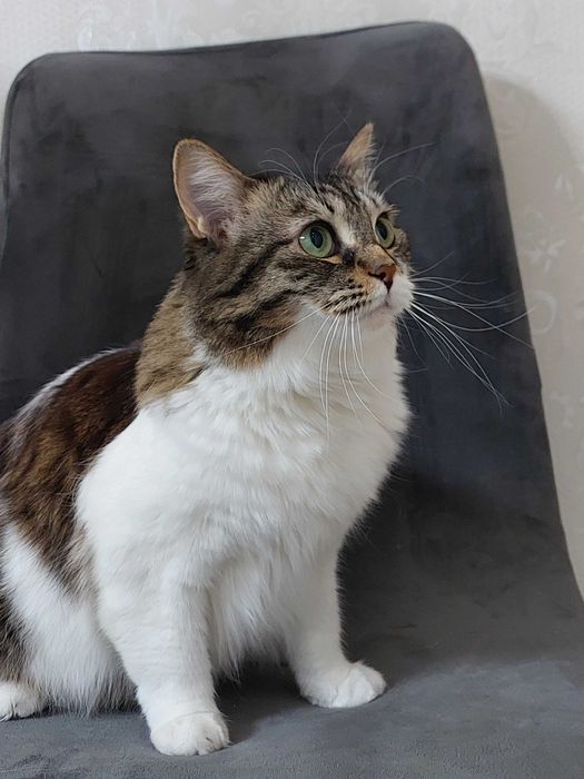 Отдам кошку в добрые руки