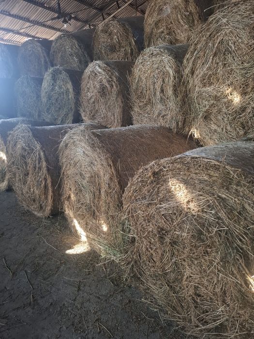 Vând lucernă cantitate mare