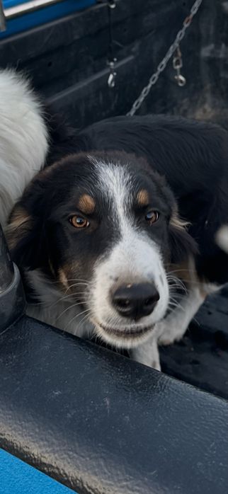 Border Collie Negru-Alb Linie de lucru