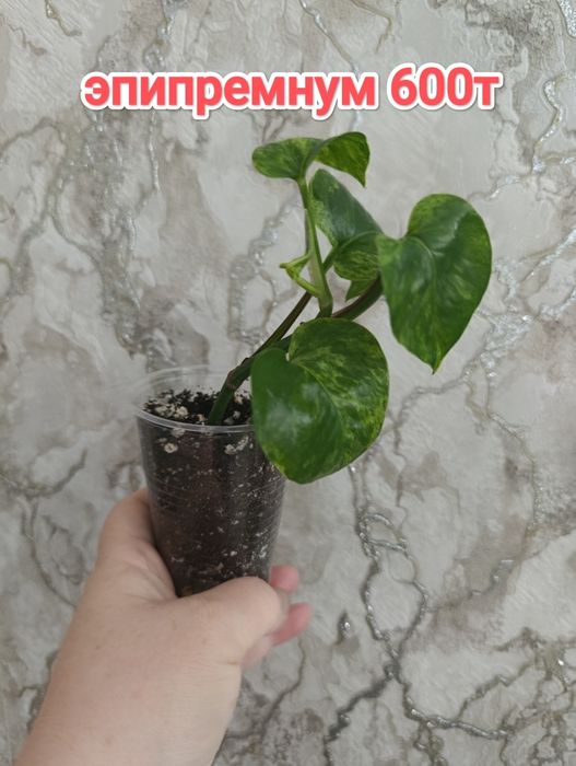 Комнатные растения кжби