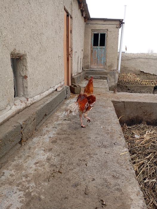 Жужа ху́роз сотилади.июньда чикган.