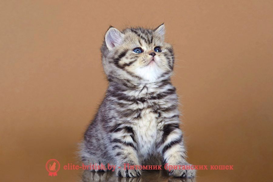 Шотландские Скоттиш Страйт