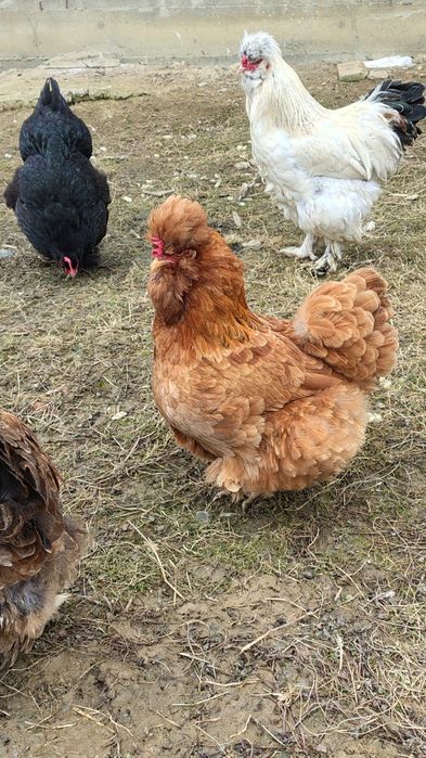 Vind oua pentru incubat 12 lei bucata