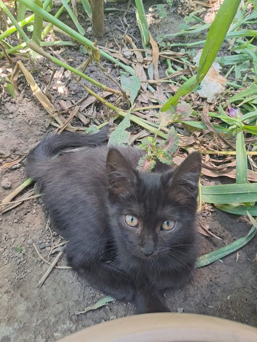 Котята бесплатно