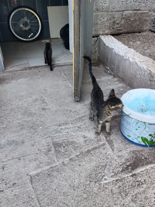 Отдам котят, мальчик и девочка бесплатно