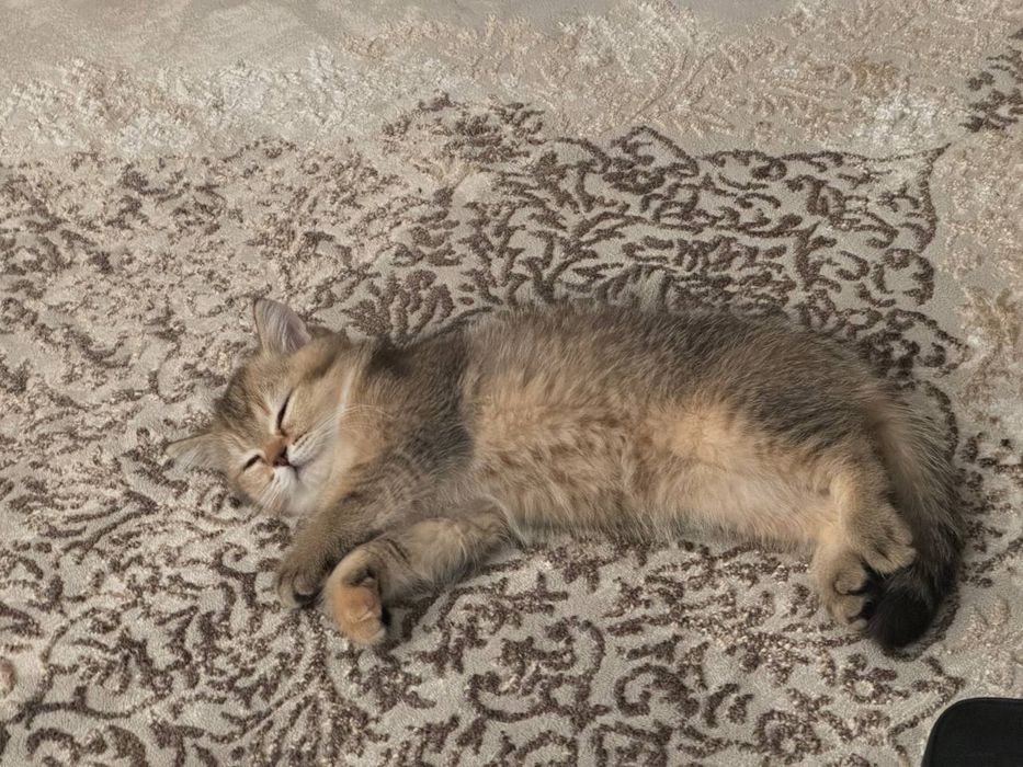 Кошка шиншилла породистый знает латок