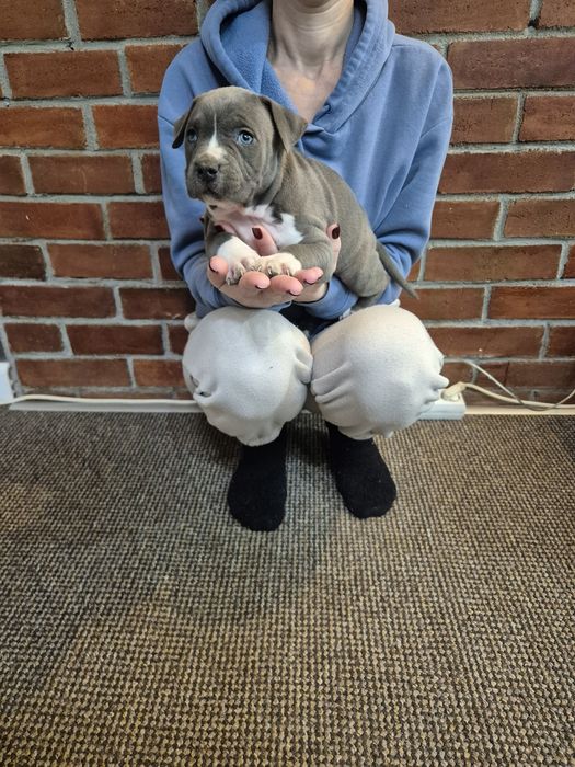 Vând pui Amstaff cu pedigree FCI!