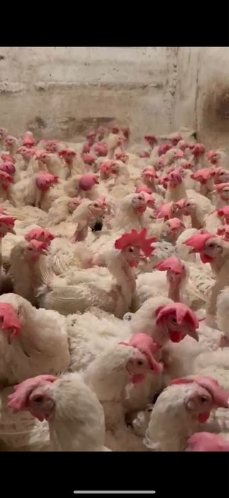 Куры несушки Коралл Ник