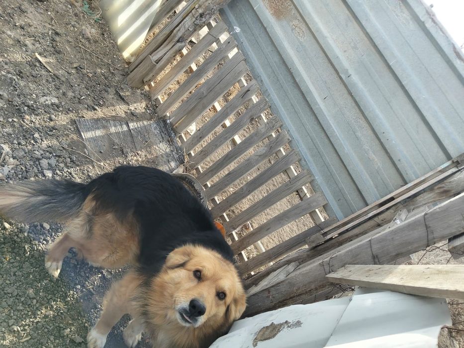 Собака домашний, хороши