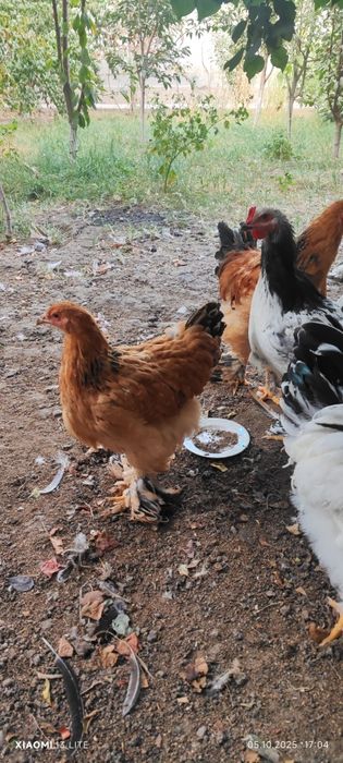 8 oylik brama xórozlar sotiladi (4ta)