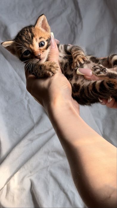 бенгальский котенок