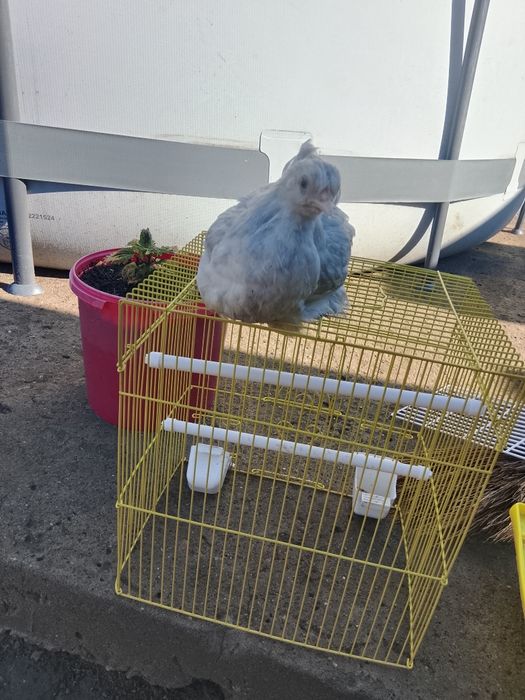Продам декоративную курочу