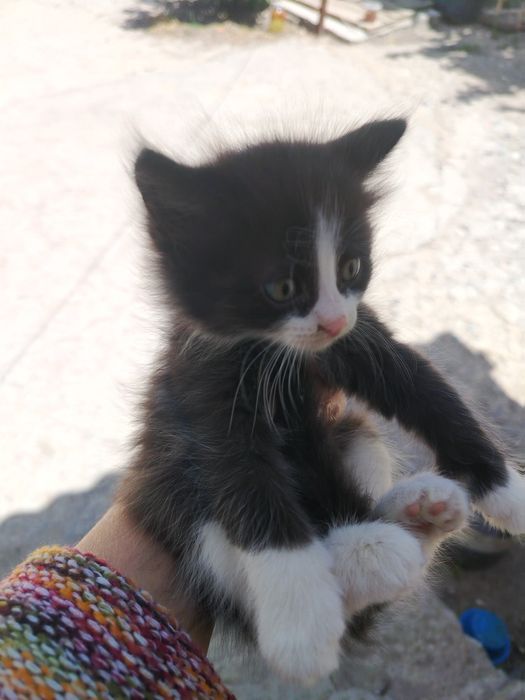 Котята бесплатно