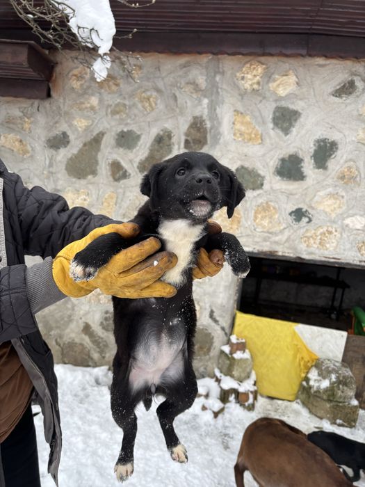 Cățeluși de dat spre adopție