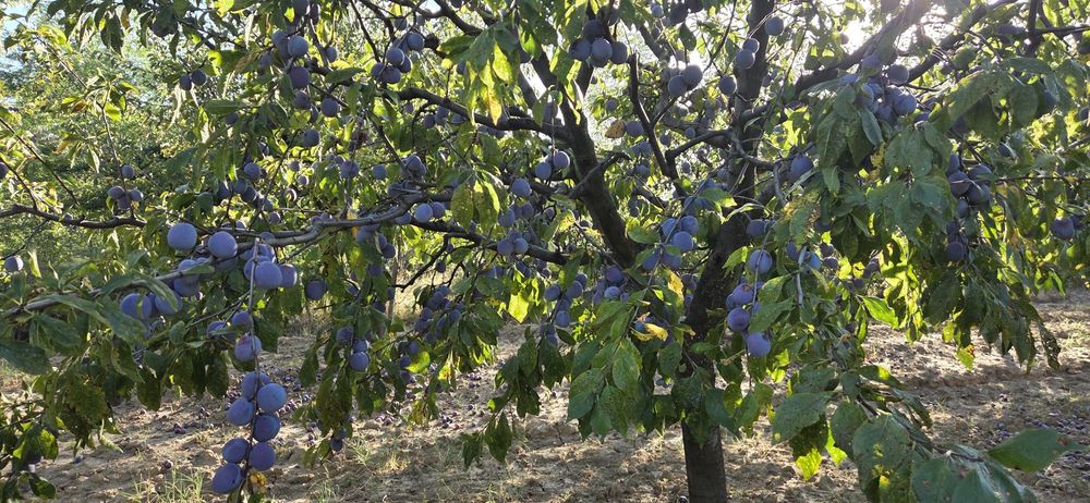 Prune pentru tuica